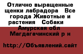 Отлично выращенные щенки лабрадора - Все города Животные и растения » Собаки   . Амурская обл.,Магдагачинский р-н